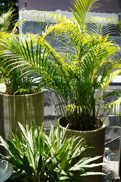 istock Dypsis lutescens in a pot on white background 1394546273