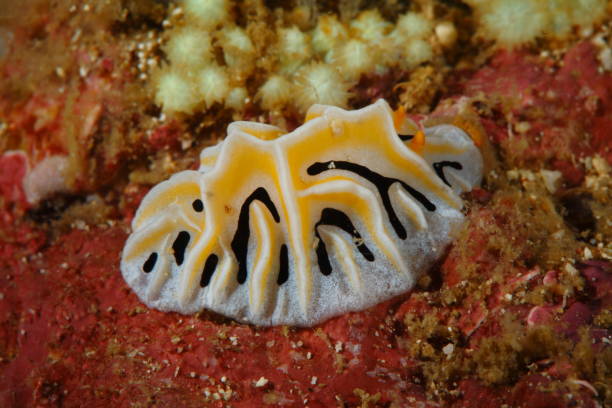 istock Nudibranchs from the Philippines 1394548188