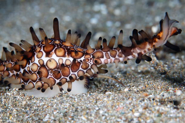 istock Nudibranchs from the Philippines 1394548548