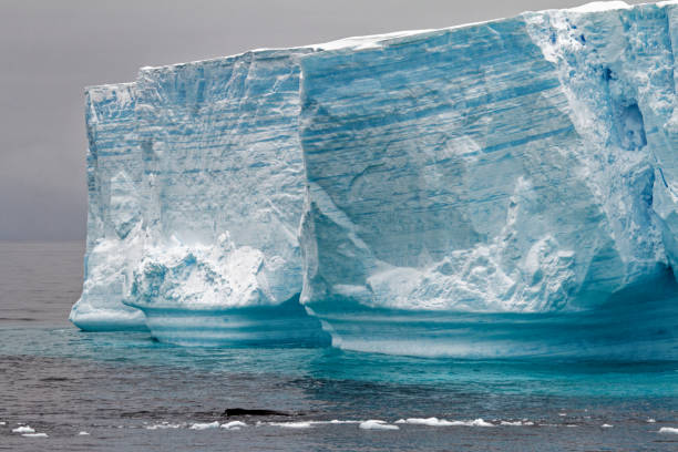 istock Whale - Antarctic Peninsula - Tabular Iceberg in Bransfield Strait 1394548754