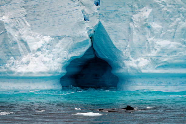 istock Whale - Antarctic Peninsula - Tabular Iceberg in Bransfield Strait 1394548773