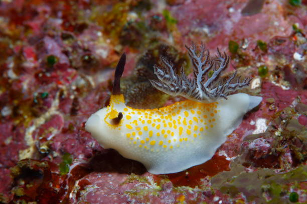 istock Nudibranchs from the Philippines 1394548854