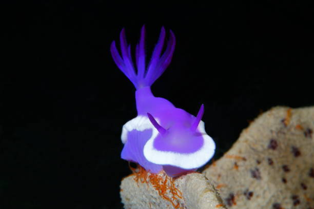 istock Nudibranchs from the Philippines 1394548950