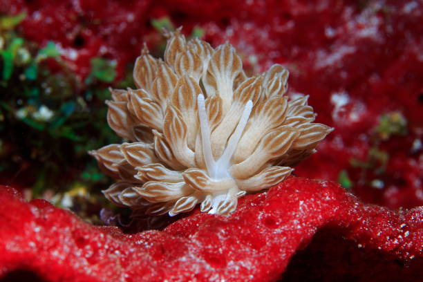 istock Nudibranchs from the Philippines 1394550028