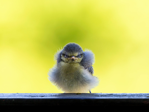 Young blue tit at spring