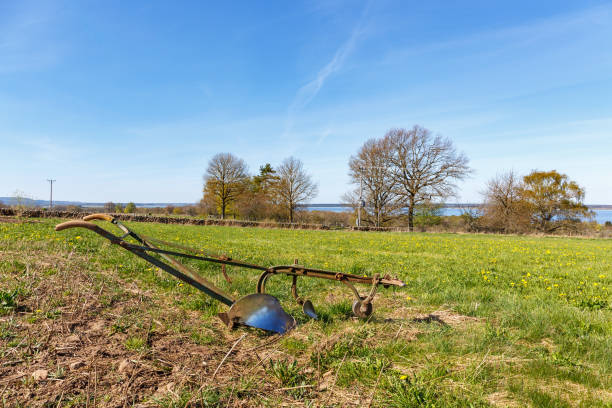 Horse-drawn plow in a field