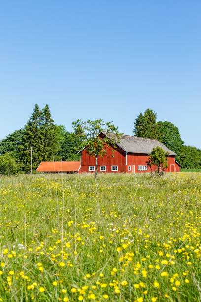 istock Barn with a flowering meadow in the summer 1394550612