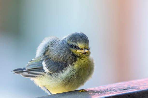 istock Tired young Blue tit bird sitting on a railing 1394550690