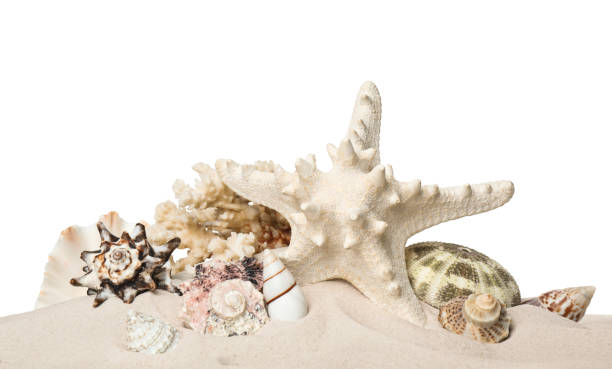 istock Beautiful starfish, coral and sea shells in sand on white background 1394551250
