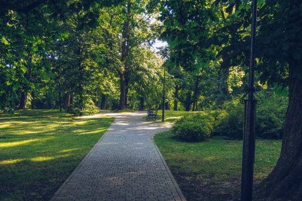 Summer park alley with trees and sunbeams going through the leaves cozy and picturesque place to relax and take a walk. Solitude atmosphere stock photography stock photo