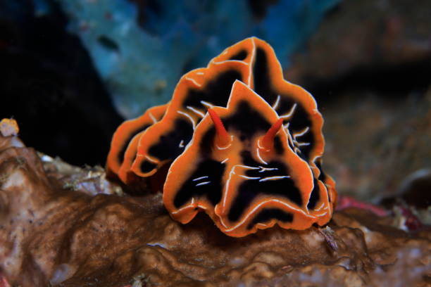 istock Nudibranchs of the Philippines 1394551307