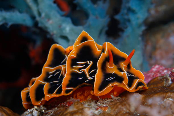 istock Nudibranchs of the Philippines 1394551312