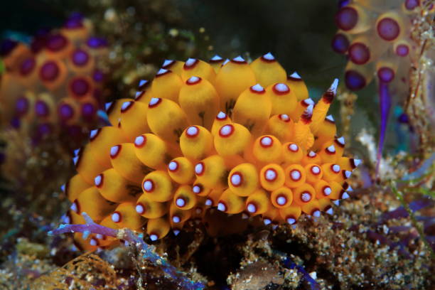 istock Nudibranchs of the Philippines 1394551422