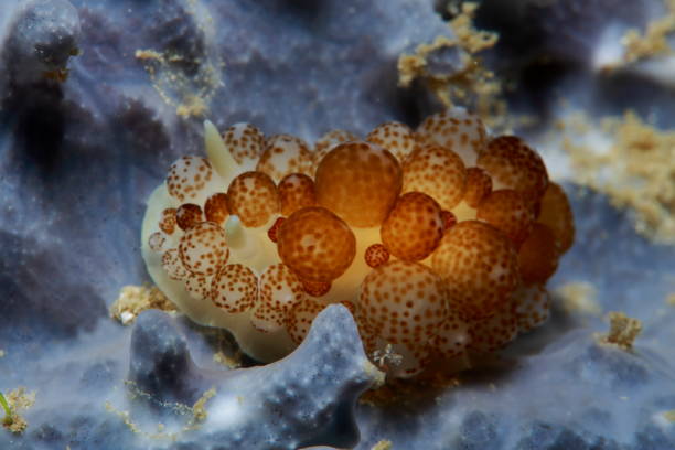 istock Nudibranchs of the Philippines 1394551589
