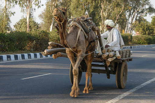 Rajasthan, India - February 21, 2006: Rajasthani farmer driving a camel-drawn cart along a country road