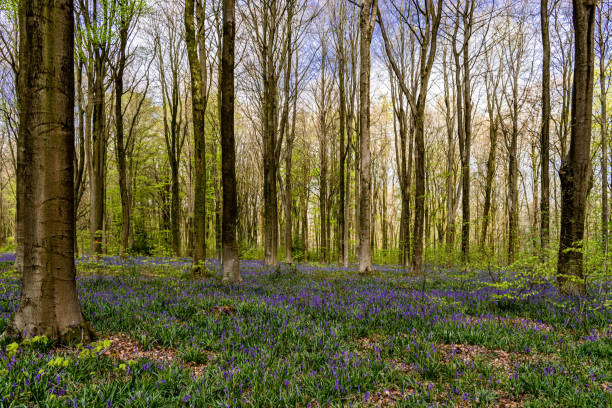 Blue bells in English forest stock photo