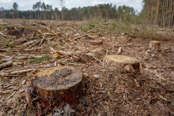istock Close up of a small tree stump 1394551992
