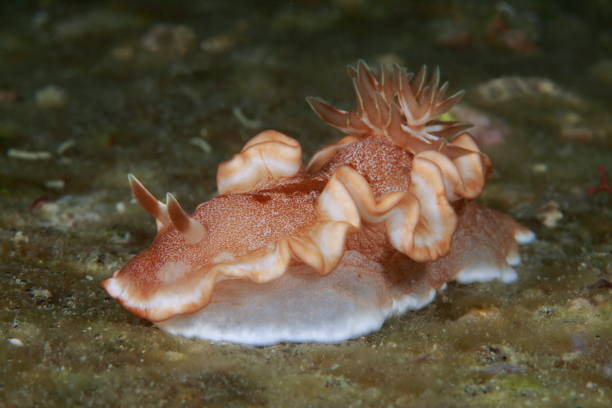 istock Nudibranchs of the Philippines 1394552838