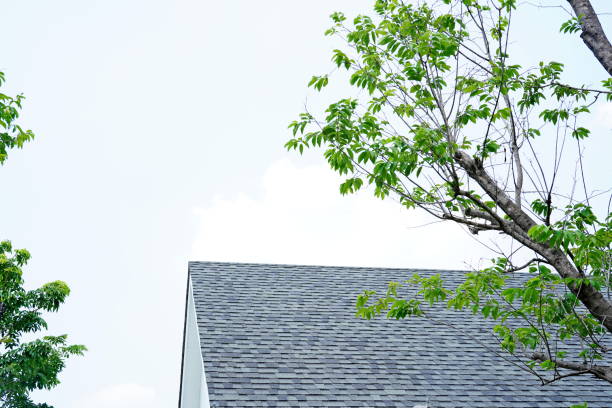 Roof shingles on top on sky near tree