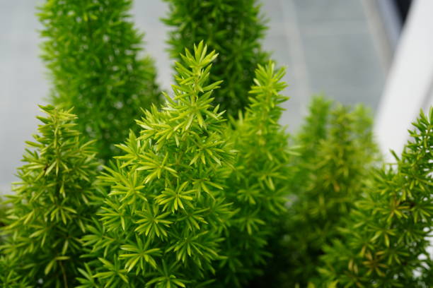 istock Asparagus densiflorus fern 1394553026