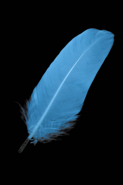 istock blue feather of a goose on a black background 1394553196