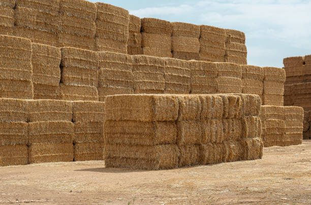 Haystack on a farm. Stack of Rectangular Bales of dry straw in the open air. Agribusiness.