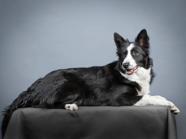 istock Border collie puppyblack and white lying down 1394553797