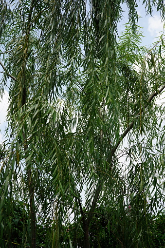 Branches of weeping willow tree leaf