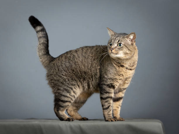 istock Common european gray cat sitting 1394554598