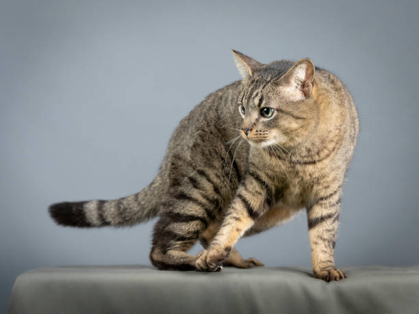 istock Common european gray cat sitting 1394554621