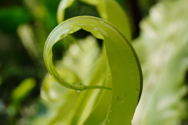 Bird's nest fern in the garden