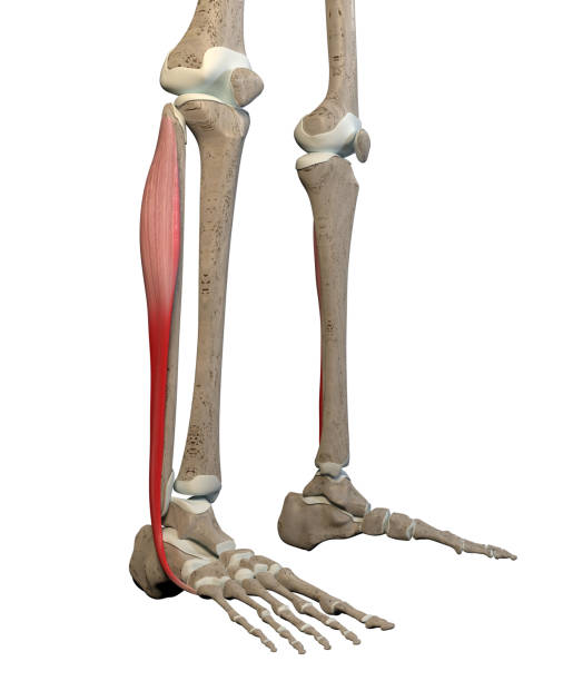 3D Illustration of Fibularis Longus Muscles on White Background stock photo