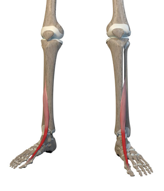 3D Illustration of Extensor Hallucis Longus Muscles on White Background stock photo