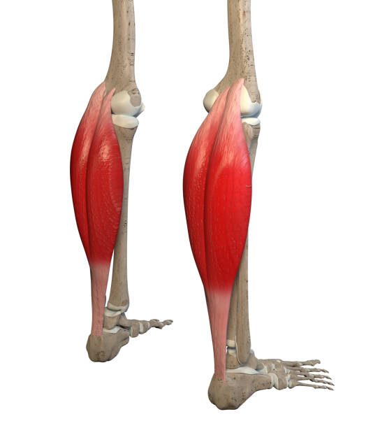 3D Illustration of Gastrocnemius Muscles on White Background stock photo