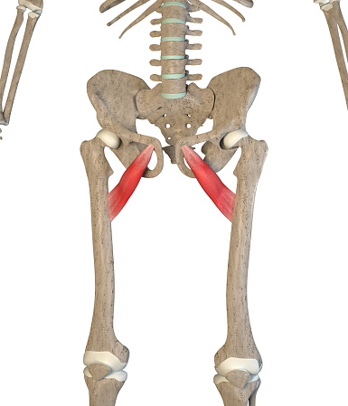 This 3d illustration shows the adductor brevis muscles on skeleton on a white background