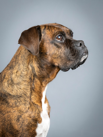 Brown brindle boxer portrait
in study