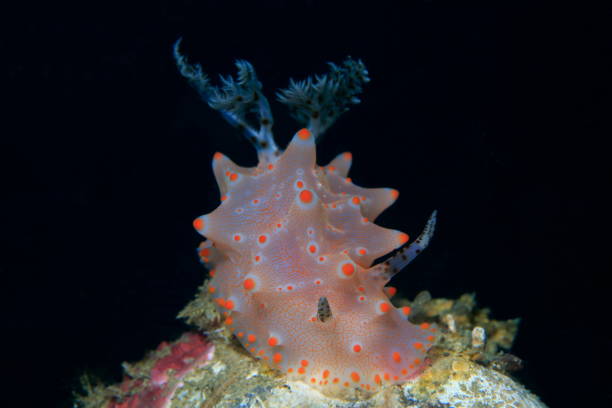 istock Nudibranchs of the Philippines 1394555850