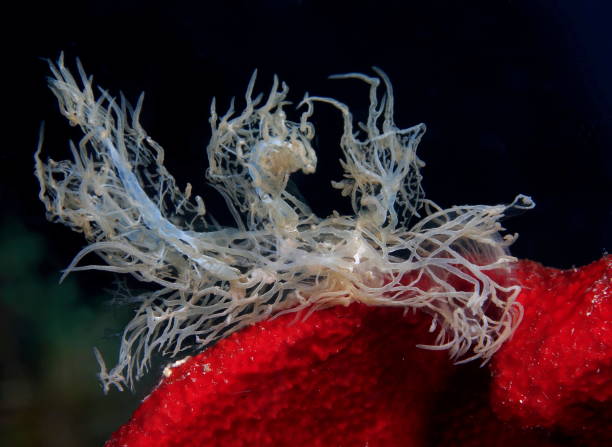 istock Nudibranchs of the Philippines 1394555959