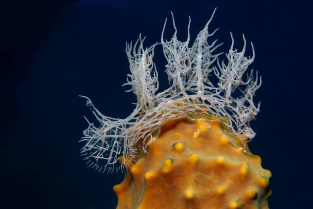 istock Nudibranchs of the Philippines 1394556019