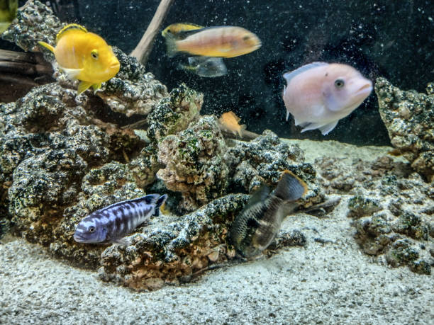 istock fish in the aquarium - closeup view 1394557011
