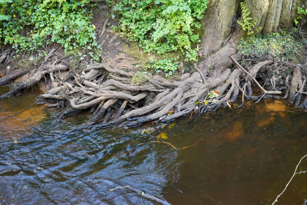 gros plan des racines d’arbres qui poussent dans une rivière - ecological reserve tree reflection land feature photos et images de collection