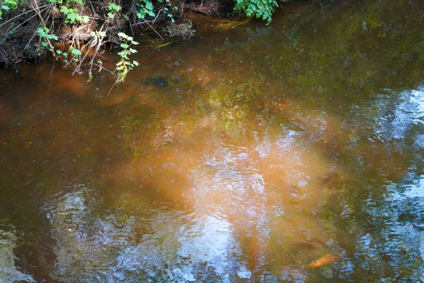 gros plan des racines d’arbres qui poussent dans une rivière - ecological reserve tree reflection land feature photos et images de collection