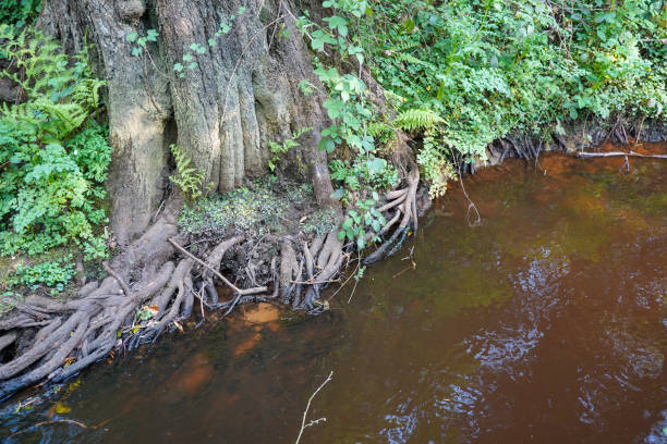 Close up of tree roots growing in to a river