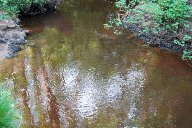 gros plan de racines d’arbres poussant dans une rivière - ecological reserve tree reflection land feature photos et images de collection