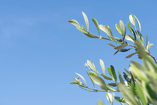 Young olive branches, symbol of peace, with blue sky in the background