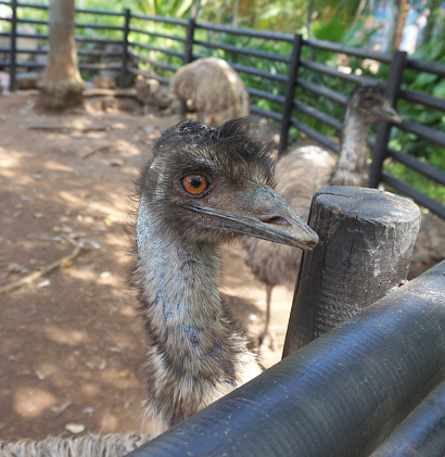 Emu Dromaius novaehollandiae head and neck isolated close-up in the Jungle Park, Tenerife, Canary Islands, Spain