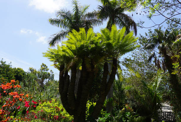 istock Tropical garden with palm trees on a sunny day 1394561782