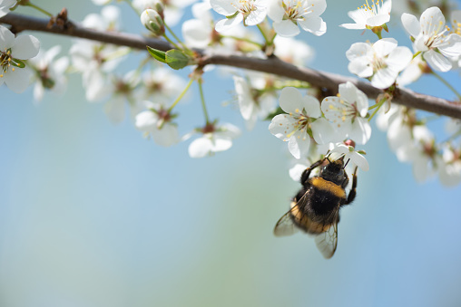 Close-up of a bee on a flower in the garden.