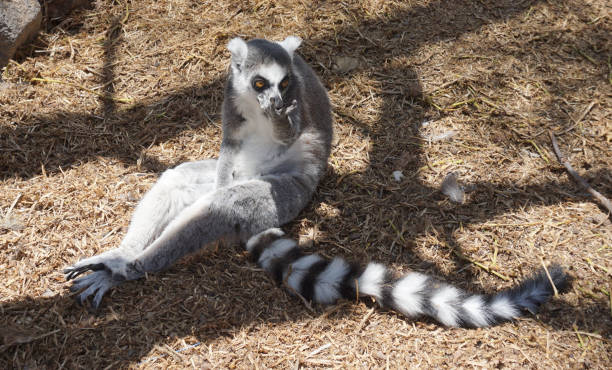 istock Lemur sitting on the ground surprised face 1394561799