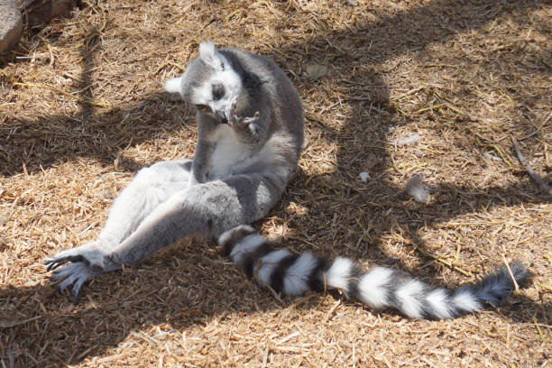 istock Lemur sitting on the floor and washing its hand 1394561803